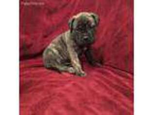 Bullmastiff Puppy for sale in Half Way, MO, USA
