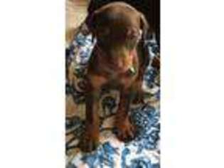 Doberman Pinscher Puppy for sale in Guntersville, AL, USA