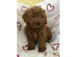Goldendoodle Puppy for sale in Gurnee, IL, USA