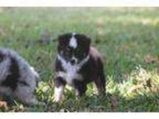 Miniature Australian Shepherd Puppy for sale in Normangee, TX, USA