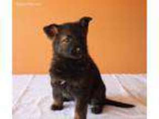 German Shepherd Dog Puppy for sale in Mableton, GA, USA