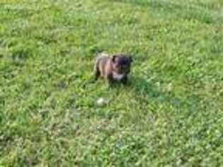 French Bulldog Puppy for sale in Arbela, MO, USA