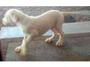 Dogo Argentino Puppy for sale in Tucson, AZ, USA