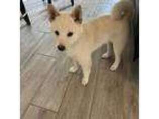Shiba Inu Puppy for sale in Phoenix, AZ, USA