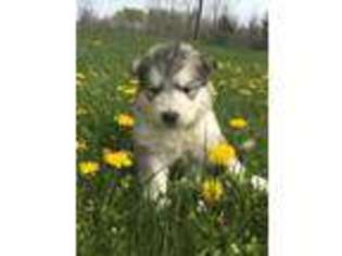 Alaskan Malamute Puppy for sale in Deer River, MN, USA