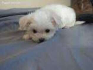 Maltese Puppy for sale in Garland, TX, USA