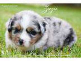 Miniature Australian Shepherd Puppy for sale in Easton, MO, USA