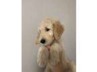Goldendoodle Puppy for sale in Cloquet, MN, USA