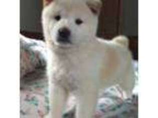 Shiba Inu Puppy for sale in Fremont, MI, USA