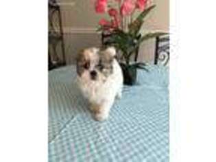 Mal-Shi Puppy for sale in Bergenfield, NJ, USA