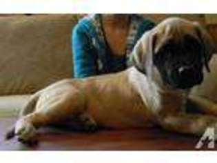 Mastiff Puppy for sale in MORA, MN, USA