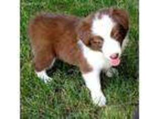 Border Collie Puppy for sale in Hamilton, MI, USA