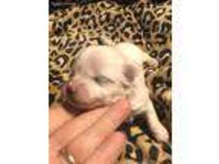 Maltese Puppy for sale in Weir, MS, USA
