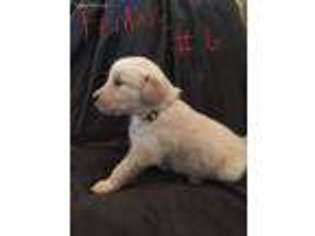 Golden Retriever Puppy for sale in Sulphur Springs, TX, USA