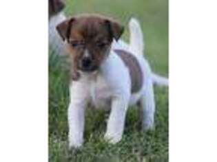 Jack Russell Terrier Puppy for sale in Riverside, CA, USA