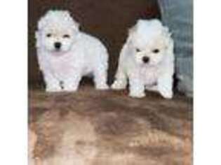 Maltese Puppy for sale in Arnold, MO, USA