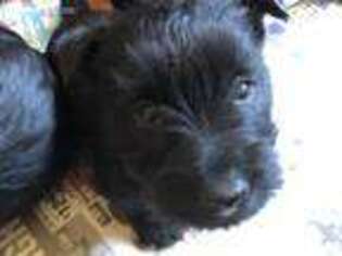 Scottish Terrier Puppy for sale in Farmington, MO, USA