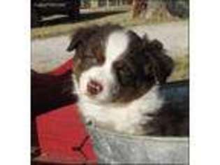 Miniature Australian Shepherd Puppy for sale in Elmore City, OK, USA