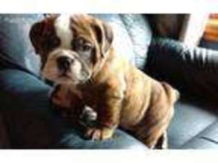 Bulldog Puppy for sale in Tomah, WI, USA