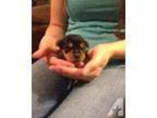 Yorkshire Terrier Puppy for sale in CONCORD, VA, USA