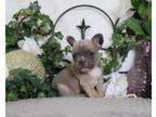 French Bulldog Puppy for sale in Rock Valley, IA, USA
