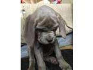 Neapolitan Mastiff Puppy for sale in Spring Valley, WI, USA