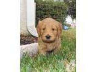 Labrador Retriever Puppy for sale in LUTZ, FL, USA