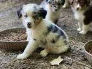 Australian Shepherd Puppy for sale in Huntingtown, MD, USA