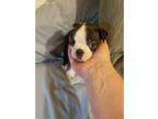 Boston Terrier Puppy for sale in Westville, FL, USA
