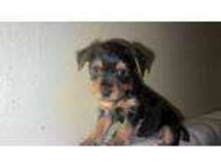 Yorkshire Terrier Puppy for sale in Brooklyn, NY, USA