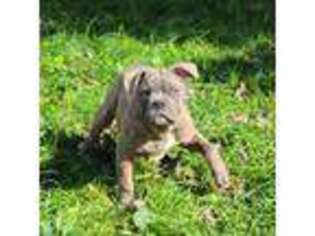 Olde English Bulldogge Puppy for sale in Stanchfield, MN, USA