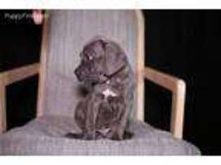 Cane Corso Puppy for sale in Indio, CA, USA
