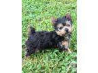 Yorkshire Terrier Puppy for sale in HOWARD, KS, USA