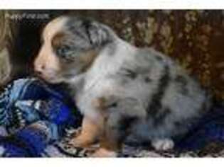 Miniature Australian Shepherd Puppy for sale in Bluejacket, OK, USA
