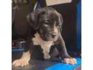Boerboel Puppy for sale in Glenwood, IA, USA