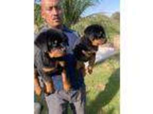 Rottweiler Puppy for sale in Moreno Valley, CA, USA