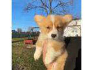Pembroke Welsh Corgi Puppy for sale in Berea, KY, USA