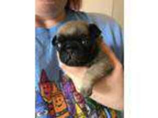 Pug Puppy for sale in Rapid City, SD, USA