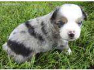 Miniature Australian Shepherd Puppy for sale in Milton, FL, USA