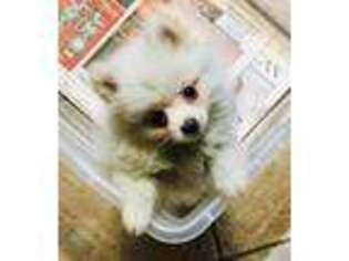 Pomeranian Puppy for sale in Champlain, NY, USA