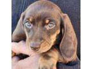 Dachshund Puppy for sale in Las Vegas, NV, USA