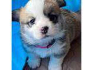 Pembroke Welsh Corgi Puppy for sale in Wheatland, CA, USA