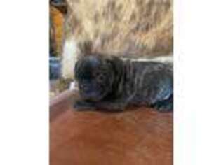 French Bulldog Puppy for sale in Jasper, MO, USA