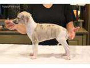 Whippet Puppy for sale in Gainesville, GA, USA