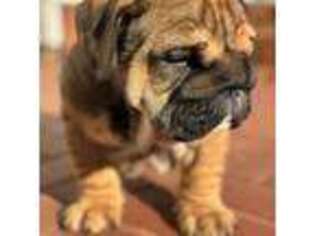 Bulldog Puppy for sale in Daleville, AL, USA