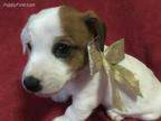 Jack Russell Terrier Puppy for sale in Hartly, DE, USA