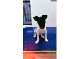 Jack Russell Terrier Puppy for sale in New York, NY, USA