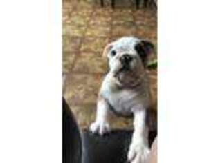 Bulldog Puppy for sale in Flushing, NY, USA