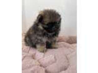 Pomeranian Puppy for sale in Sacramento, CA, USA