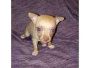 Chihuahua Puppy for sale in Roland, OK, USA